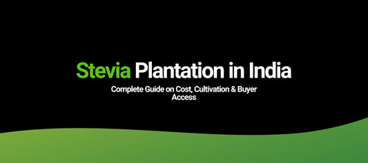 Stevia Plantation in India: Complete Guide on Cost, Cultivation & Buyer Access